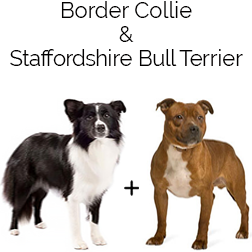 Border Staffy Dog